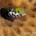 blenny_secretary_lphr_gc_h_0271_cay4186.jpg
